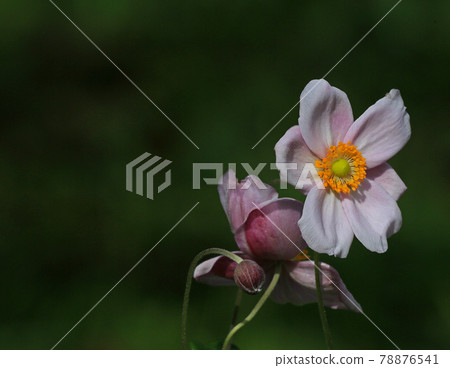 打破碗花花 打破碗花花 78876541