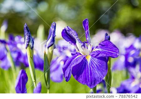 Ayame Garden Ayame Garden Ayame Garden Ayame Garden 78876542