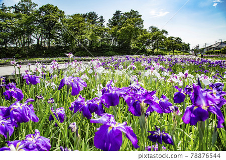 Ayame Garden Ayame Garden Ayame Garden Ayame Garden 78876544