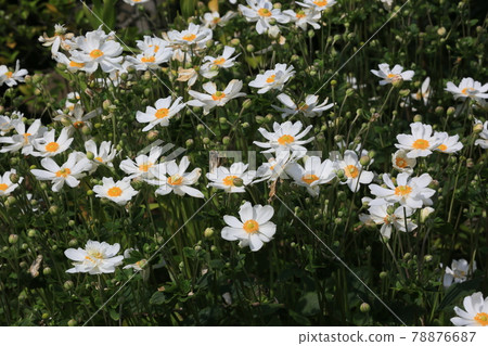 打破碗花花 打破碗花花 78876687
