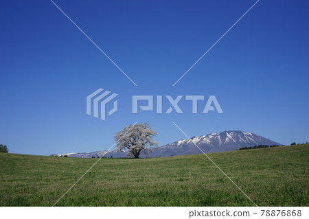 Mt. Iwate and one cherry tree in the spring of Koiwai Farm 78876868