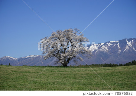 Mt. Iwate and one cherry tree in the spring of Koiwai Farm 78876882