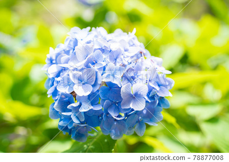 盛開的繡球花 78877008