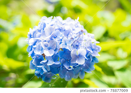 Hydrangea that blooms in full bloom 78877009