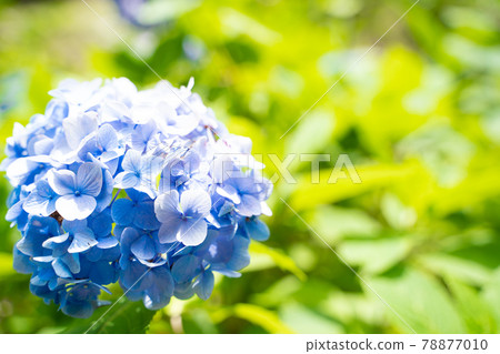 Hydrangea that blooms in full bloom 78877010