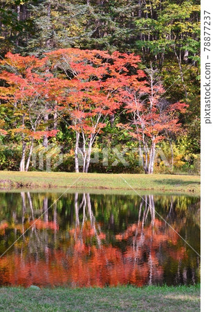 Fukuhara Sansou Garden where the autumn leaves shine Fukuhara Sansou Garden where the autumn leaves shine 78877237