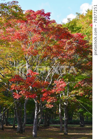 Fukuhara Sansou Garden where the autumn leaves shine Fukuhara Sansou Garden where the autumn leaves shine 78877251