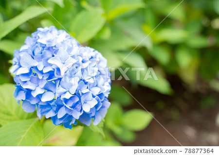 盛開的繡球花 78877364