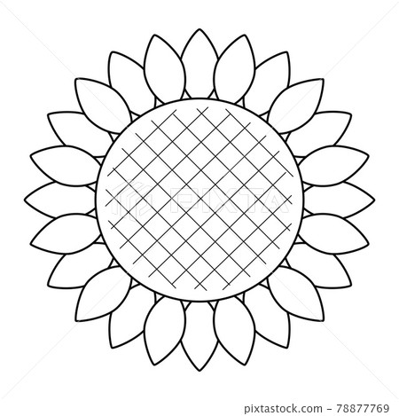 Sunflower flower line drawing illustration Sunflower flower line drawing illustration 78877769