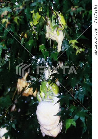 Moly frog spawning 78878265