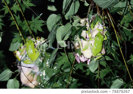 Moly frog spawning Moly frog spawning 78878267