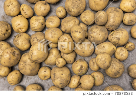 Potato harvest image Kita Akari 78878588
