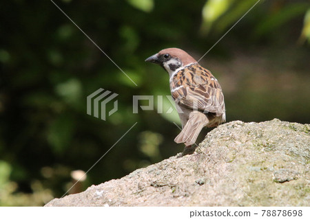 麻雀性質 78878698