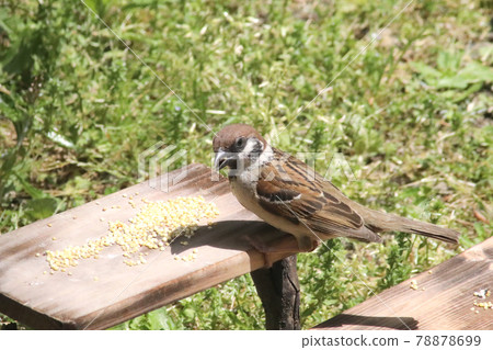 麻雀性質 麻雀性質 78878699