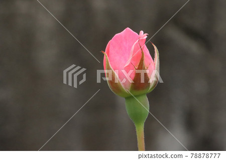 Rose bud flowering 78878777