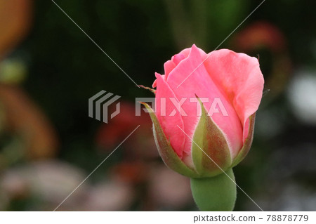 Rose bud flowering 78878779