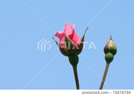 Rose bud flowering 78878780