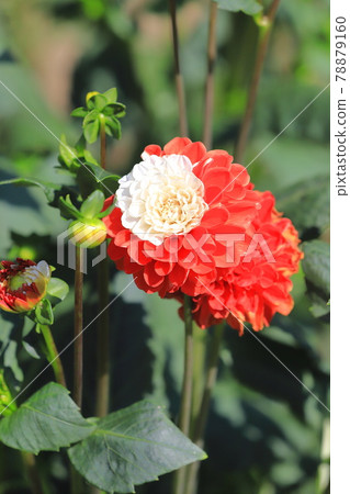 Red and white cute dahlia Red and white cute dahlia 78879160