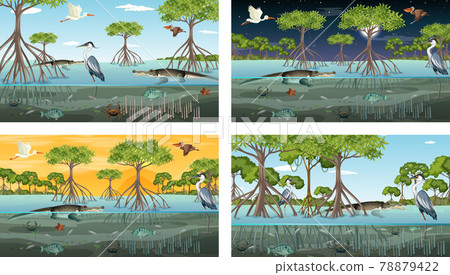 Different mangrove forest landscape scenes with animals and plants 78879422