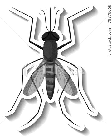 A sticker template with top view of mosquito isolated 78879659