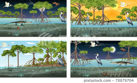 Different mangrove forest landscape scenes with animals and plants Different mangrove forest landscape scenes with animals and plants 78879704