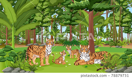 Tiger Family in the forest scene with many trees Tiger Family in the forest scene with many trees 78879731