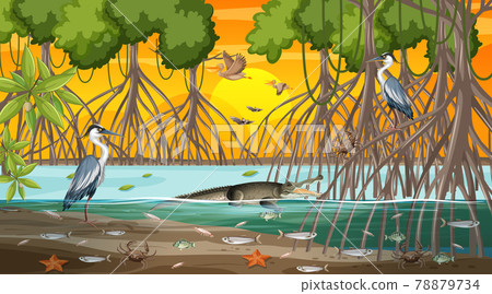 Mangrove forest landscape scene at sunset time with many different animals Mangrove forest landscape scene at sunset time with many different animals 78879734