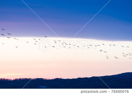 A flock of white-fronted geese dancing at dusk in Miyajimanuma 78880076