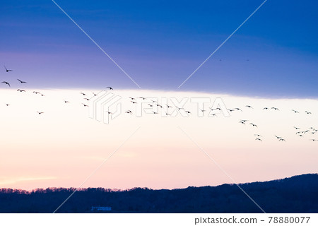 A flock of white-fronted geese dancing at dusk in Miyajimanuma A flock of white-fronted geese dancing at dusk in Miyajimanuma 78880077