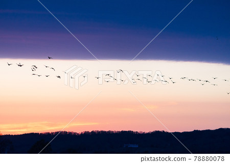 A flock of white-fronted geese dancing at dusk in Miyajimanuma 78880078