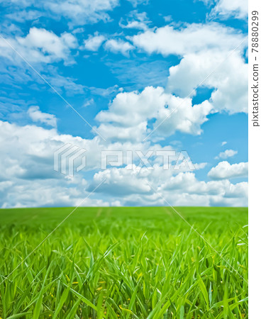 Green field and blue sky with clouds, beautiful meadow as nature and environmental background 78880299