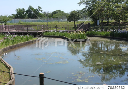 鮮綠的堺市白佐木公園 鮮綠的堺市白佐木公園 78880382