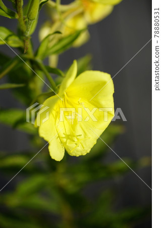 Morning dew and evening primrose 78880531