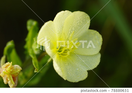 Morning dew and evening primrose Morning dew and evening primrose 78880631