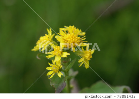 Miyama Akinokirinso Miyama Akinokirinso 78881432