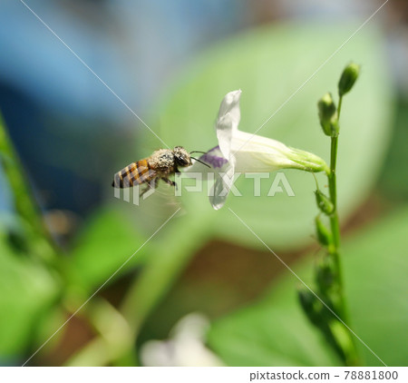 Honey Bee seeking nectar on white Chinese violet or coromandel or creeping foxglove ( Asystasia gangetica ) blossom in field with natural green background, White pollen dust on the insect's head Honey Bee seeking nectar on white Chinese violet or coromandel or creeping foxglove ( Asystasia gangetica ) blossom in field with natural green background, White pollen dust on the insect's head 78881800