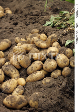Potato harvest (make-in) 78882205