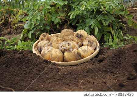 Harvesting potatoes (Kita Akari) 78882426