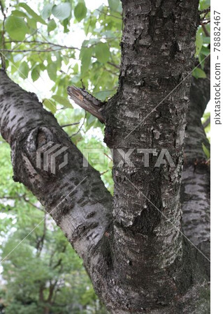 Yoshino cherry tree Yoshino cherry tree 78882467