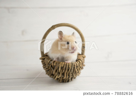 Golden hamster in the basket Golden hamster in the basket 78882616
