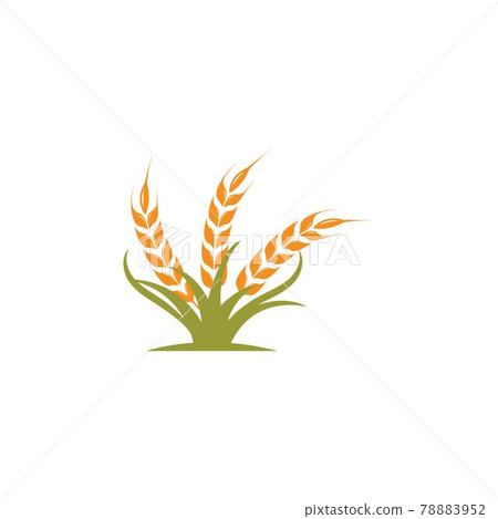 Agriculture wheat   vector icon illustration design 78883952