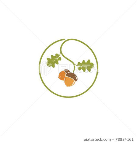 oak acorn vector illustration design oak acorn vector illustration design 78884161