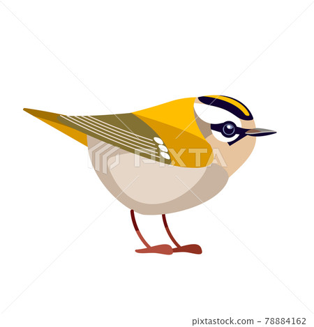Firecrest or goldcrest is a very small passerine bird in the kinglet family. Tiny smallest Bird Cartoon flat vector illustration isolated on white background Firecrest or goldcrest is a very small passerine bird in the kinglet family. Tiny smallest Bird Cartoon flat vector illustration isolated on white background 78884162