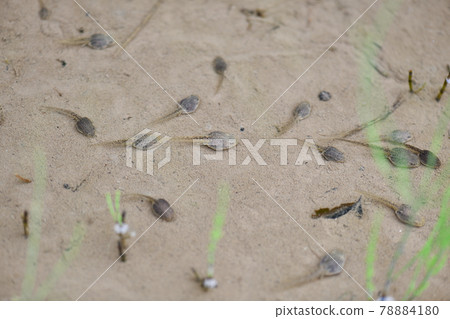 Early summer tadpoles 78884180