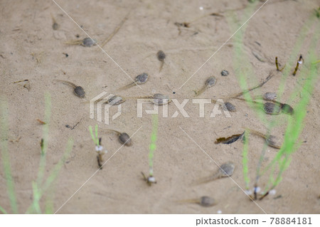 Early summer tadpoles 78884181