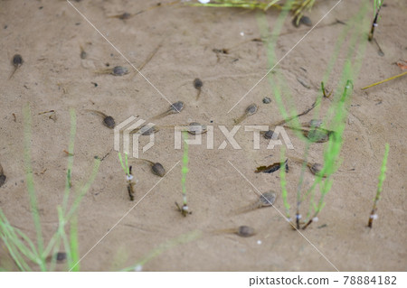 Early summer tadpoles 78884182