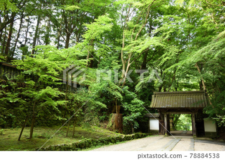 Korankei blue maple 78884538