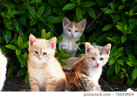 Cute stray cat parent and child living in a hedge 78884604