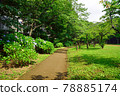 Hydrangea blooms, Kaigarayama Park, Kamagaya City, Chiba Prefecture 78885174