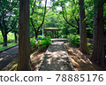Hydrangea blooms, Kaigarayama Park, Kamagaya City, Chiba Prefecture 78885176